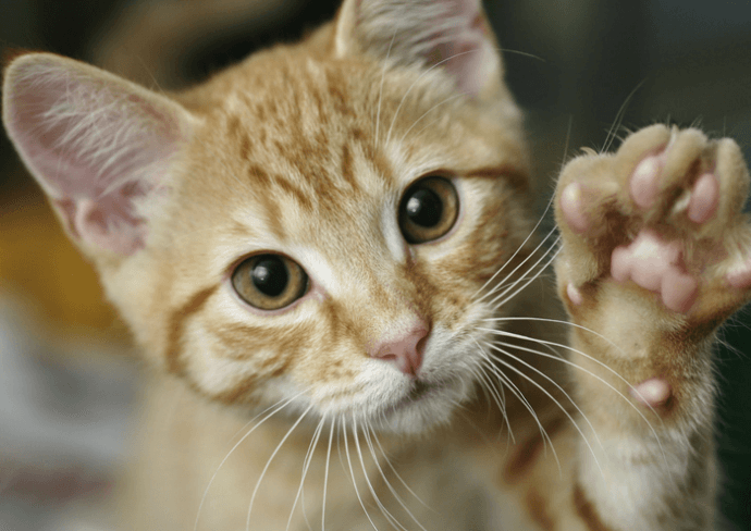 сколько пальчиков у котика