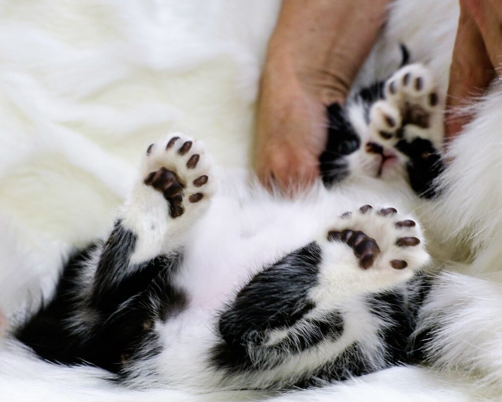 Сколько пальцев у кошек на передних и задних лапах: интересные факты