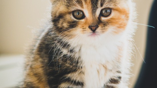 Вес котов по месяцам: таблица веса котят по месяцам