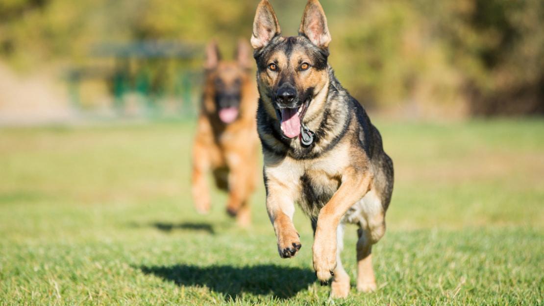 Чем кормить немецкую овчарку?