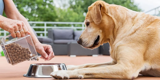 как перевести собаку на сухой корм