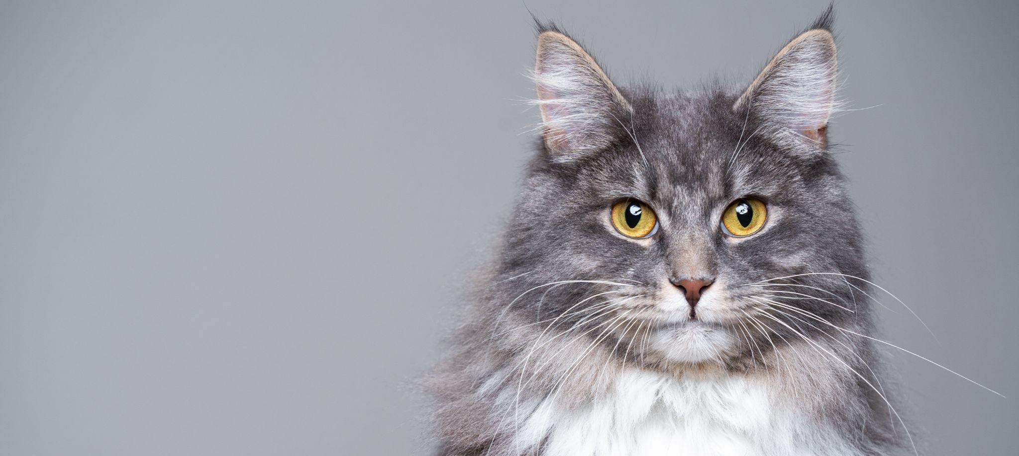 Какой корм выбрать для мейн-куна? Какой корм выбрать для мейн-куна?