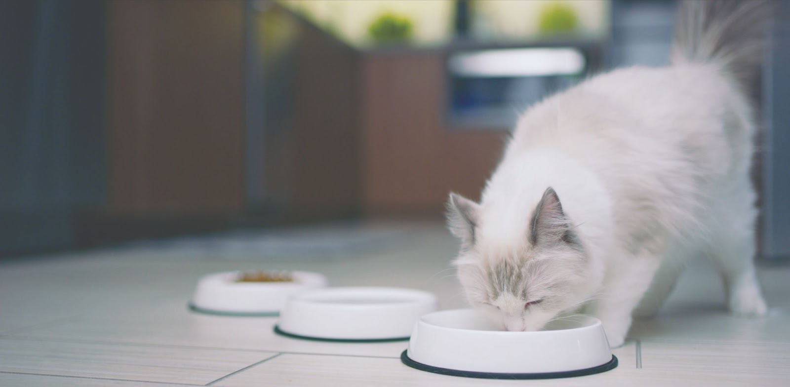 Какой корм выбрать стерилизованой кошке?