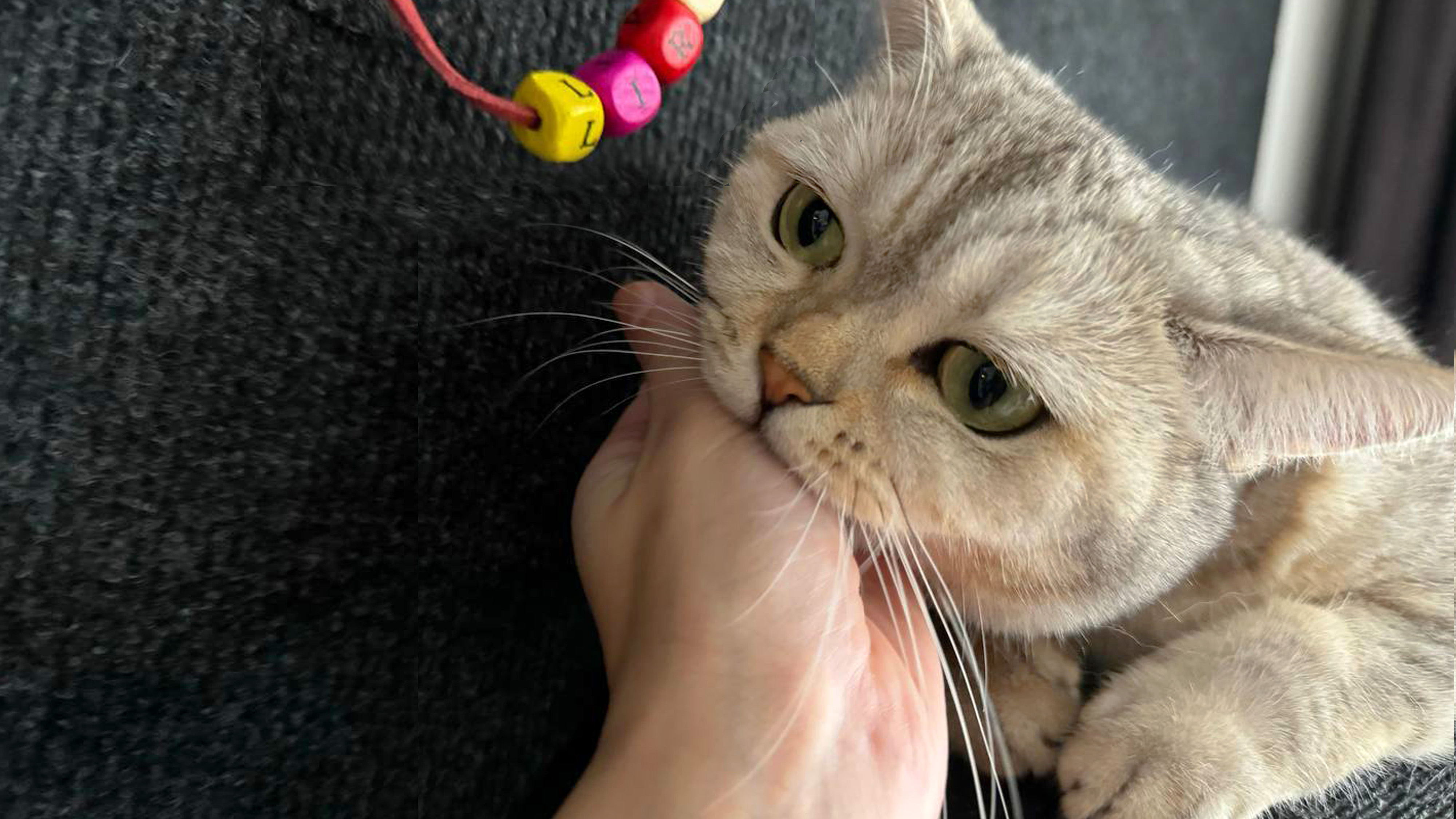 Почему кот кусается? Почему кот кусается?