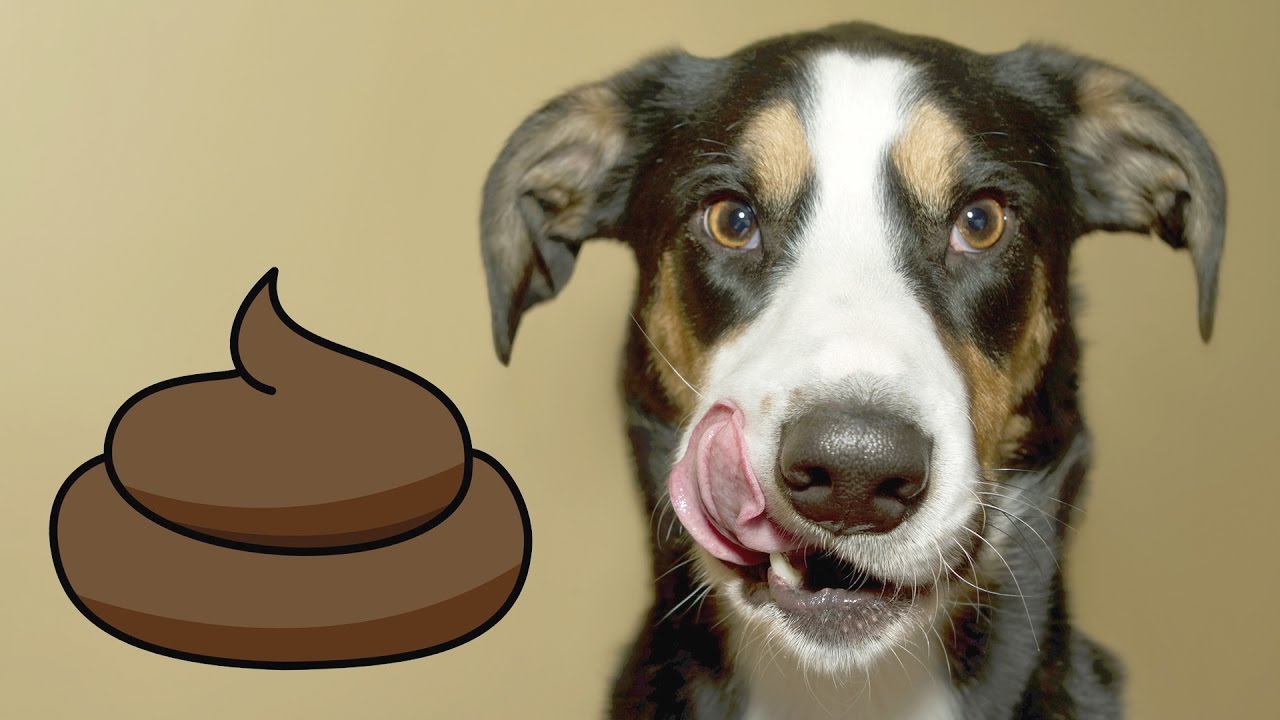 почему собаки едят кал почему собаки едят кал