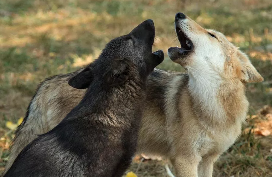 почему собака воет почему собака воет