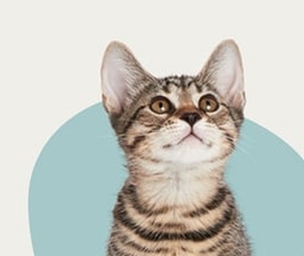 Всё для котят