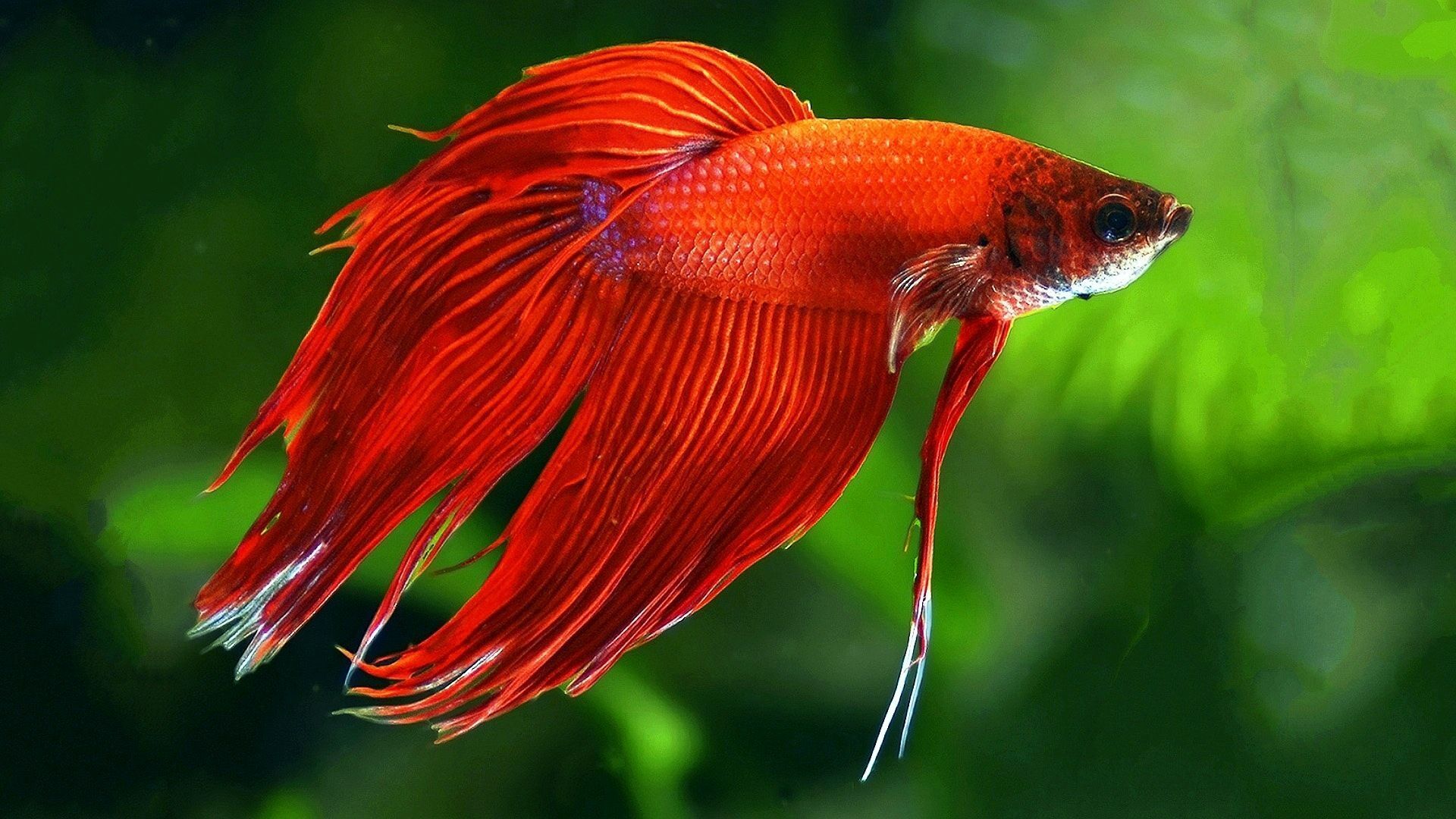 Рыбки петушки (лат. Betta splendens)