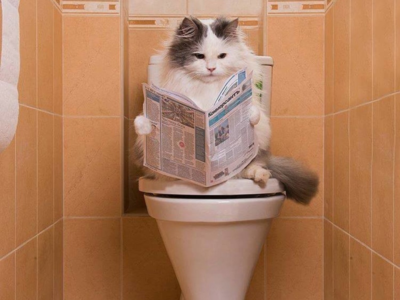 Кошка не ходит в туалет по-большому
