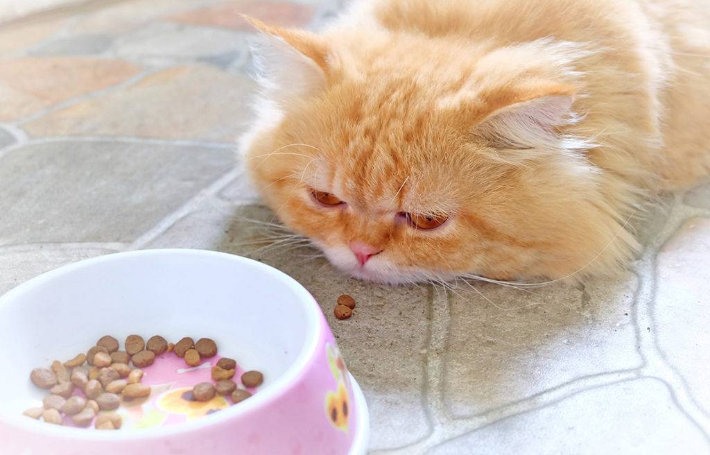 Что делать, если кошка отказывается от еды?