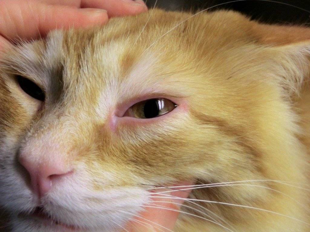 Как промывать кошке глаза