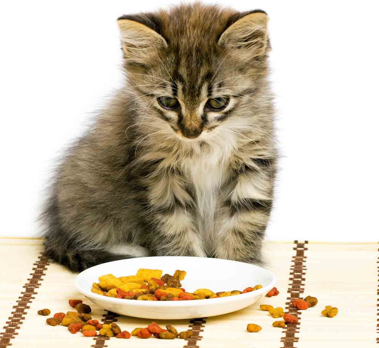 Что можно дать котенку от поноса в домашних условиях