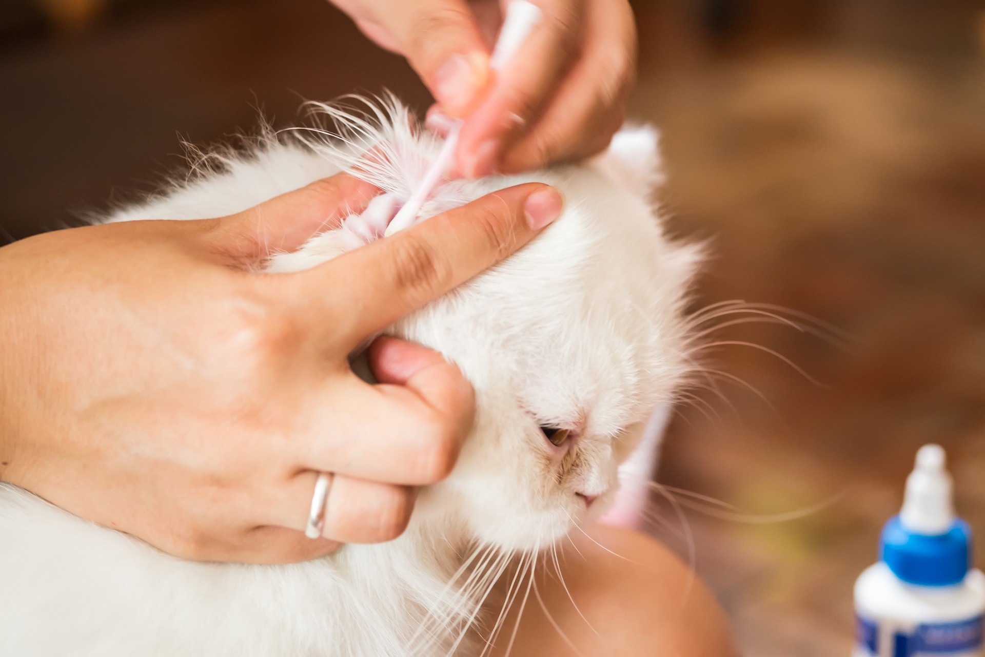Как чистить уши кошки