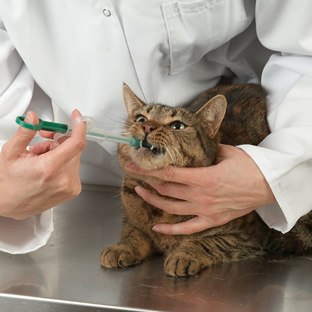 Как дать коту таблетку от глистов