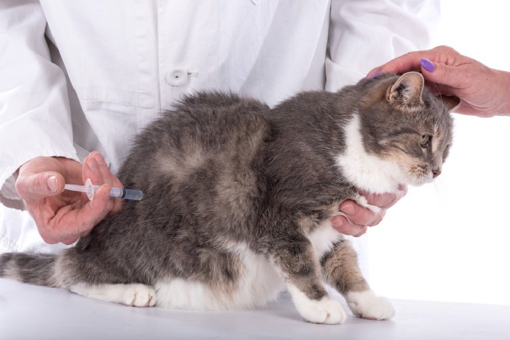 Как делать инъекции кошке