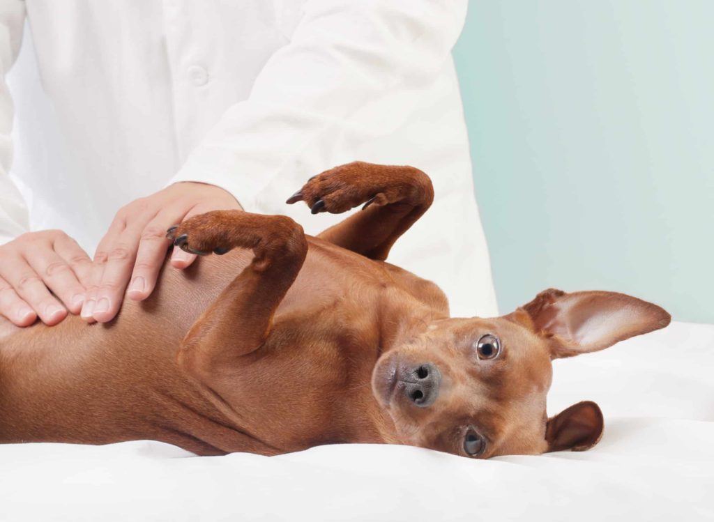 Отравление собаки - симптомы лечение в домашних условиях