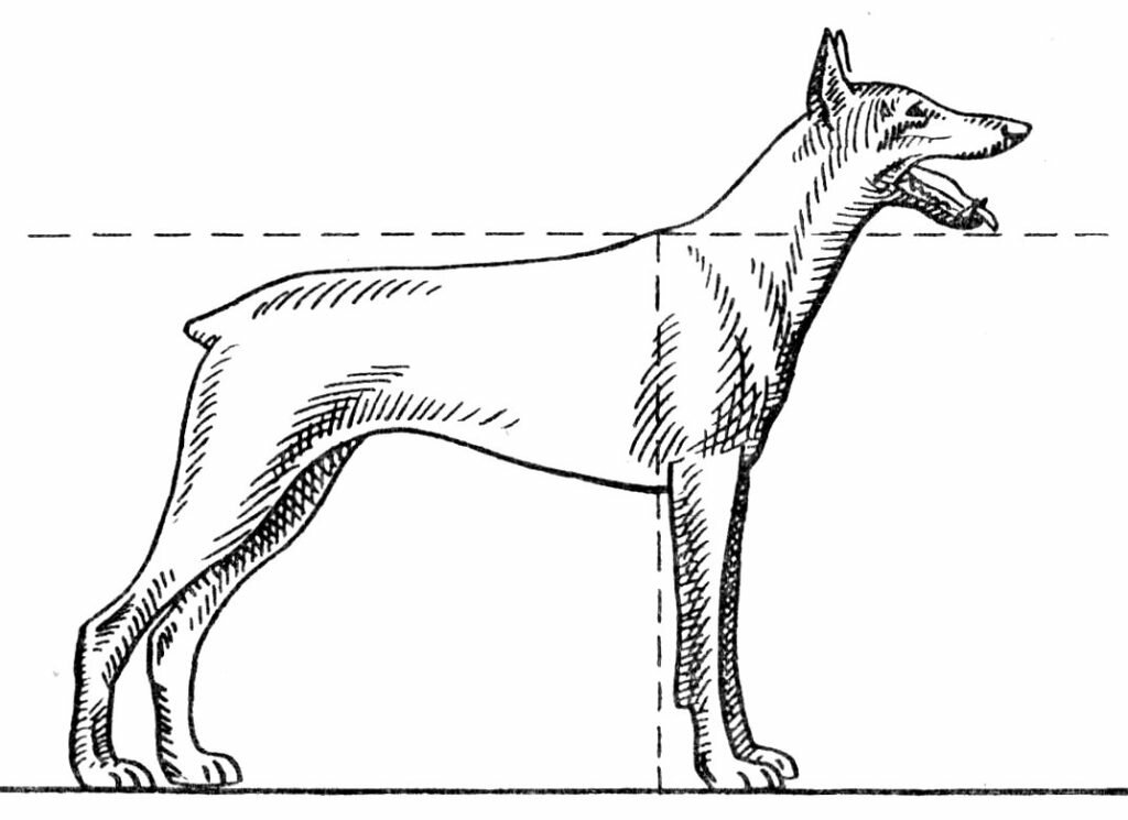 kak-izmerit-rost-sobaki1