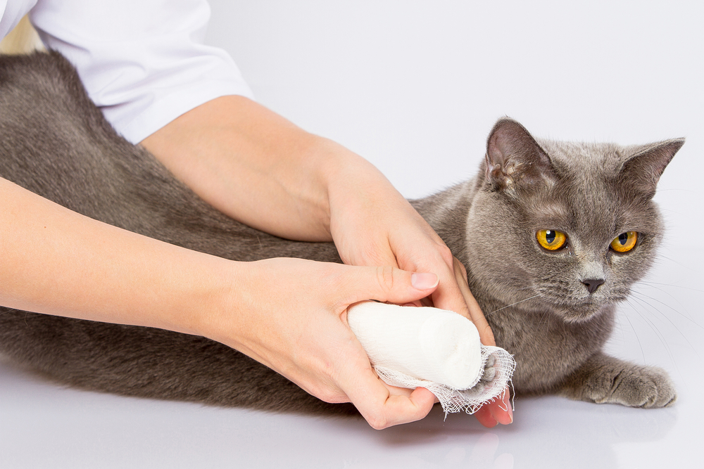 Як правильно обробити рану після кусання кішкою