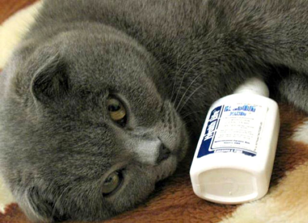 Как лечить насморк у кошки