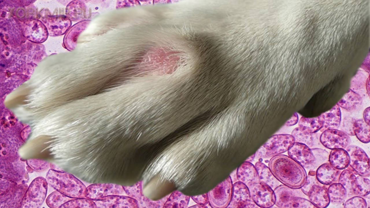 Розовый лишай у собак и кошек: этиология, диагностика, симптомы, лечение