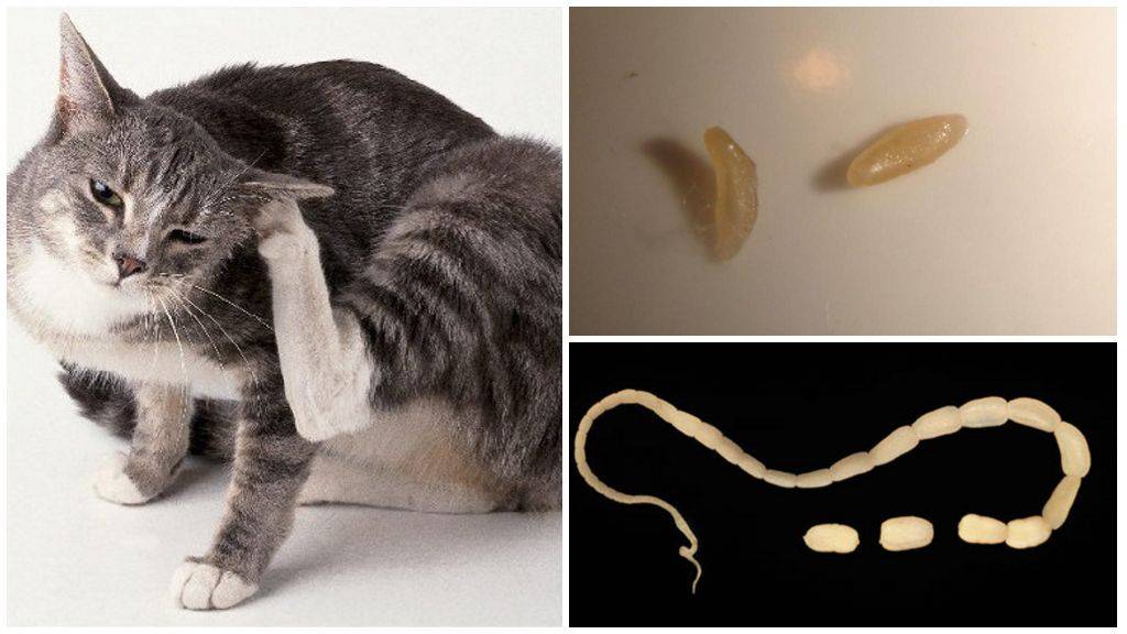 как определить есть ли у кота глисты