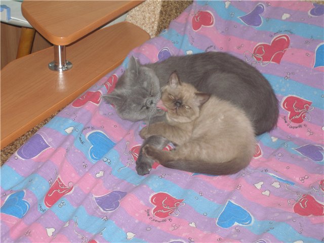 Коли кошенята починають їсти самі