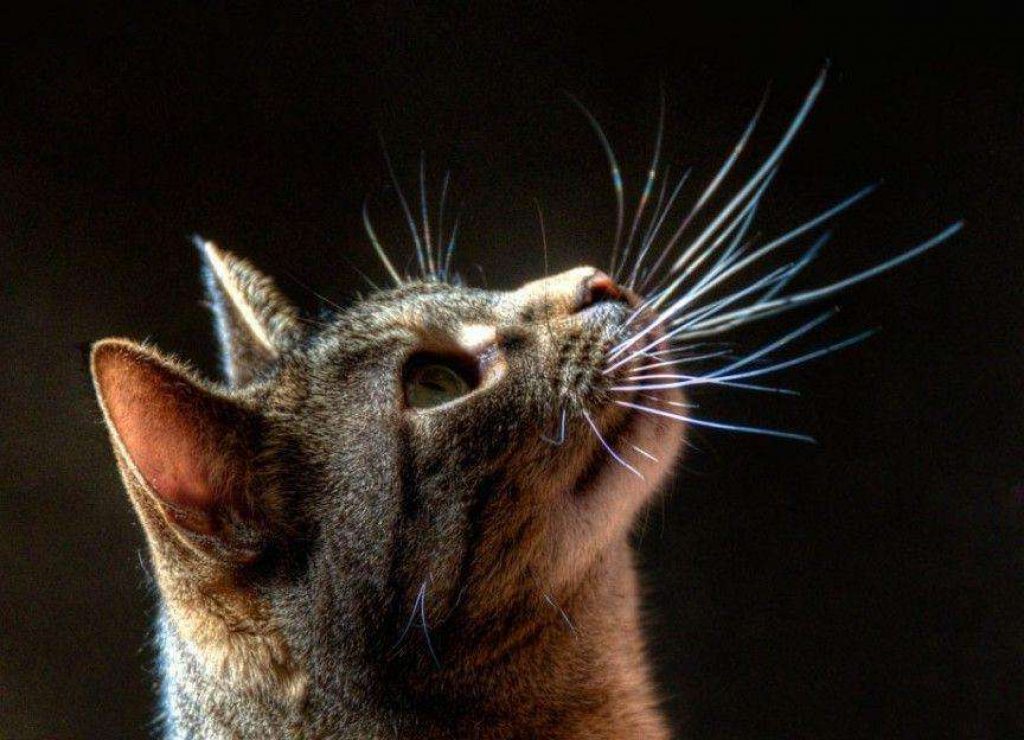Тайны кошачьих усов
