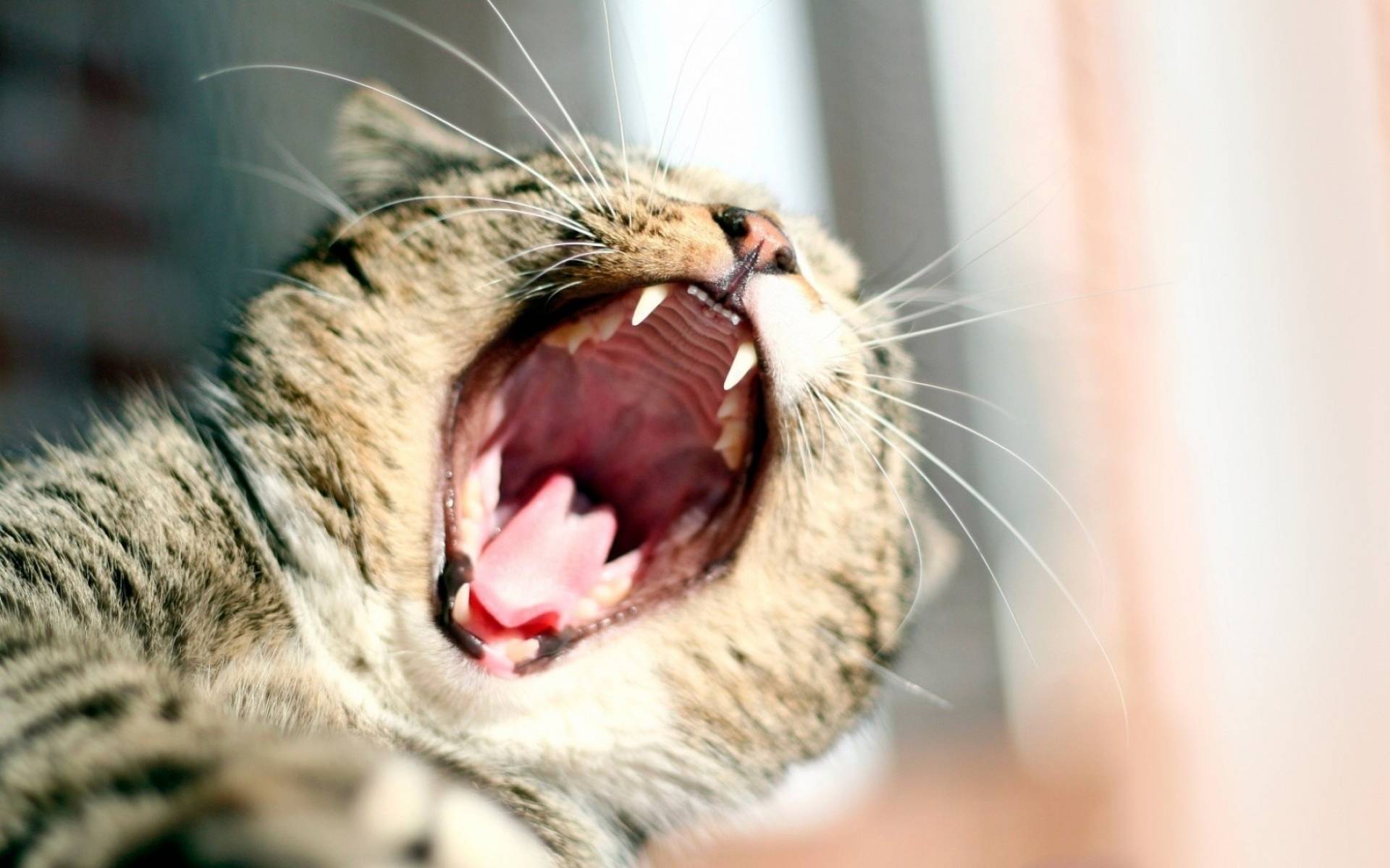 Почему у кошки воняет изо рта
