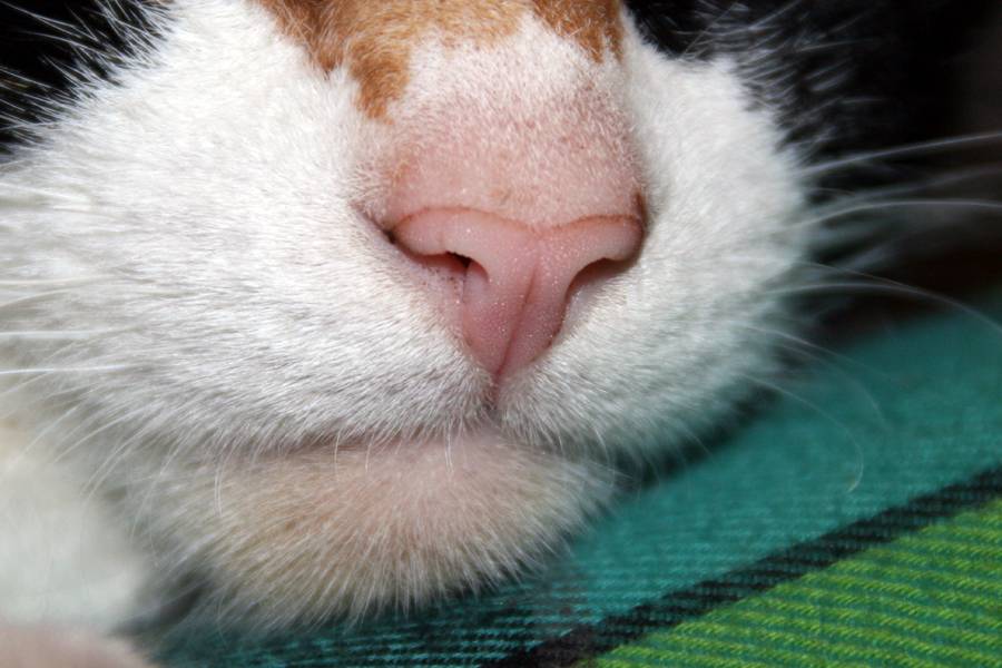 Почему у котов сухой нос