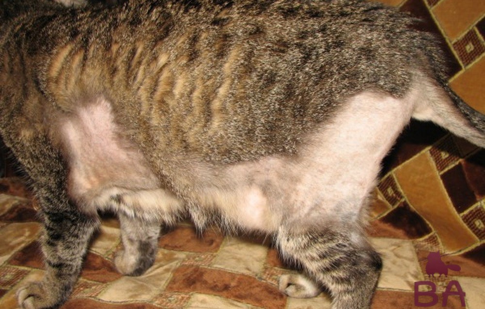 У кошки выпадает шерсть? Частая причина этому – паразиты