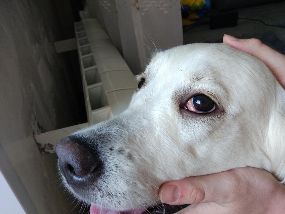 Причины, почему у собаки красные глаза