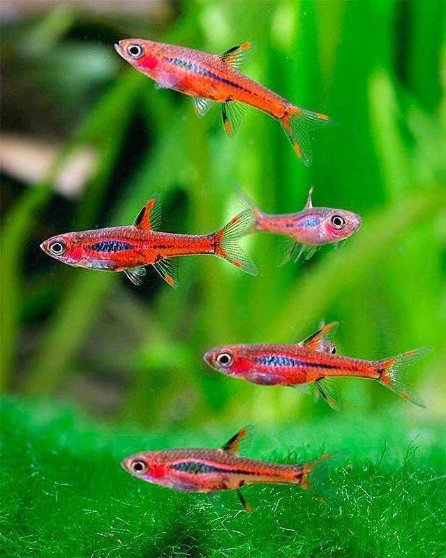 rasbora