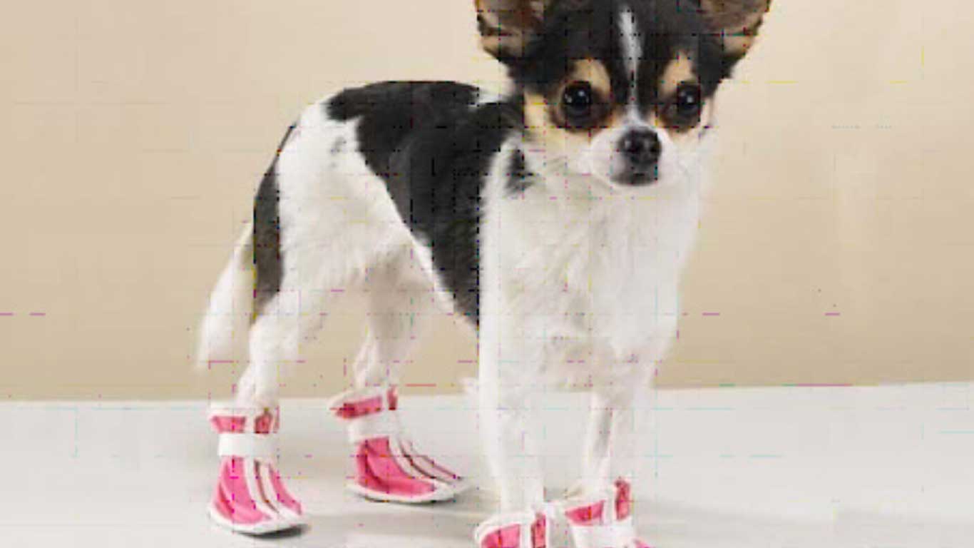 Обувь для собак – купить с доставкой на дом и в зоомагазин в интернет-магазине Четыре Лапы