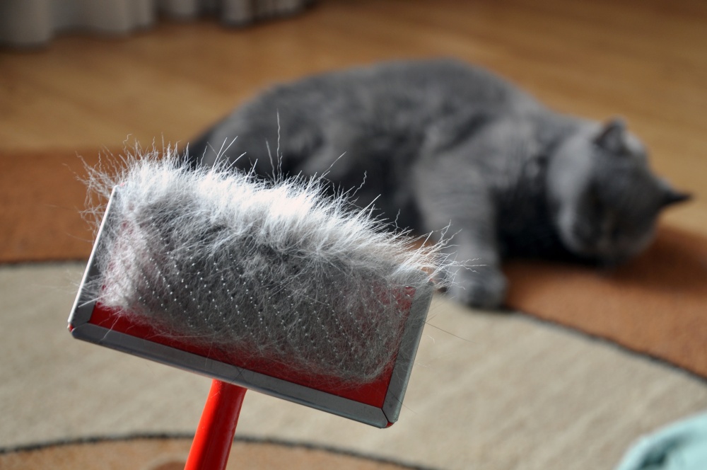 Как помочь коту отрыгнуть шерсть - Как вывести шерсть из желудка кошки