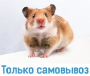 Хомяк сирийский