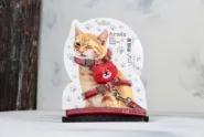 Комплект Котик, шлея с поводком для кошки красная