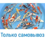 Карп кои