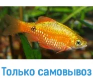 Барбус огненный