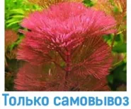 Кабомба вильчатая