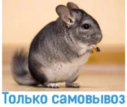 Шиншилла