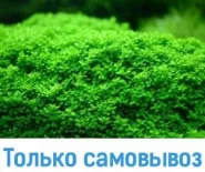 Хеміантус мікрантемоідес