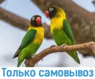 Попугай неразлучник масковый
