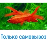 Барбус Вишневый вуаль