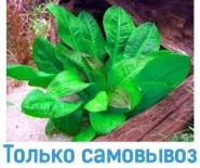 Ехінодорус дрібноквітковий тропіка