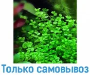 Мікрантенум тенісний