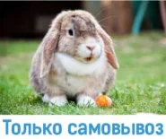 Кролик декоративный вислоухий