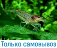 Креветка Неокардина