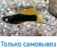 Меченосец черный