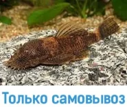 Анциструс золотой леопард