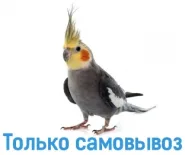Корелла